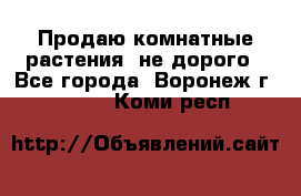 Продаю комнатные растения  не дорого - Все города, Воронеж г.  »    . Коми респ.